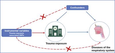 Association between trauma exposure and respiratory disease-A Mendelian randomization study